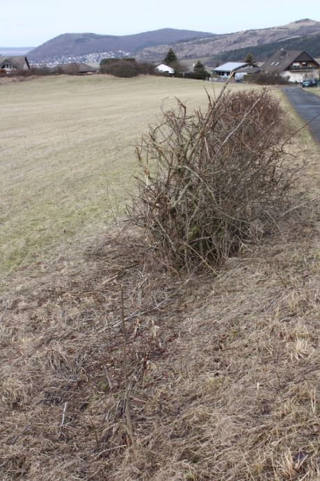 2017-3 Heckenschnitt.jpg